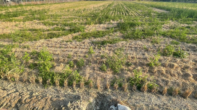 新營3.5分美農地,台南市新營區土庫段 